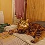 cat, tabby_cat, bed, bedding, blanket, furniture, wardrobe, window, curtain, indoor, pet, animal, fur, relaxed, looking_at_camera, cozy, yellow_wall, pink_curtain, striped_bedspread, domestic
