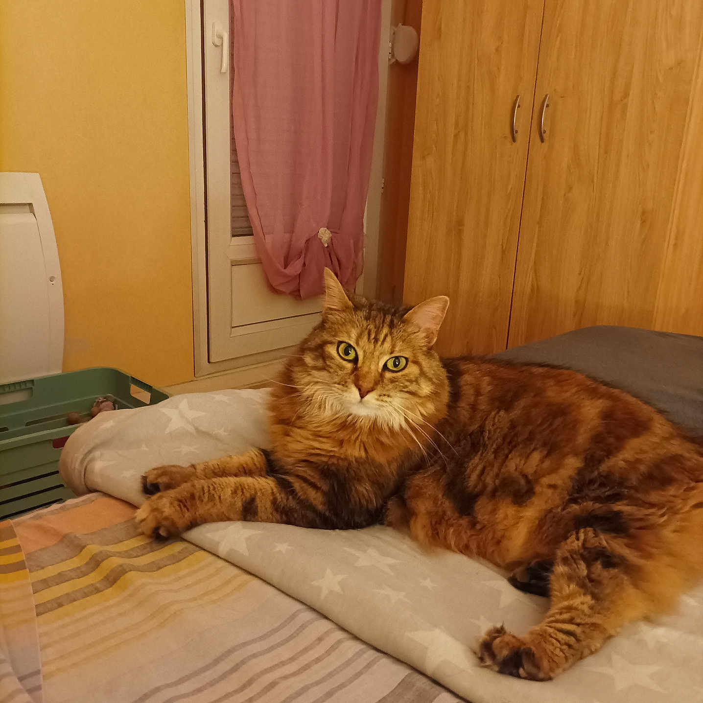 Nala participe au concours pour gagner de l'argent avec cette photo : animal, bed, bedding, blanket, cat, cozy, curtain, domestic, fur, furniture, indoor, looking_at_camera, pet, pink_curtain, relaxed, striped_bedspread, tabby_cat, wardrobe, window, yellow_wall