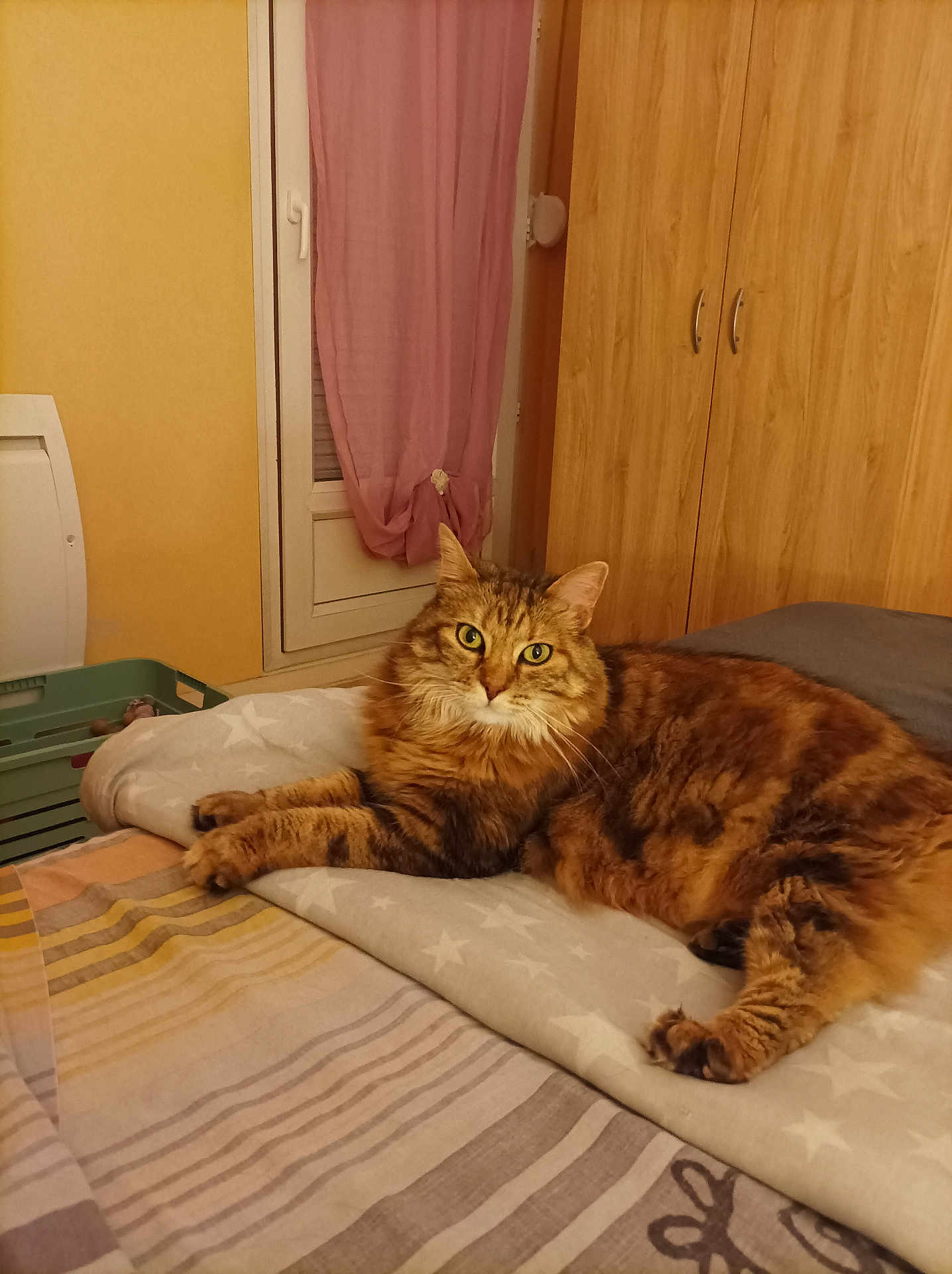 Nala participe au concours pour gagner de l'argent avec cette photo : cat, tabby_cat, bed, bedding, blanket, furniture, wardrobe, window, curtain, indoor, pet, animal, fur, relaxed, looking_at_camera, cozy, yellow_wall, pink_curtain, striped_bedspread, domestic