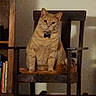 cat, orange_cat, pet, animal, bow_tie, sitting, rocking_chair, chair, indoor, home, living_room, bookshelf, books, wood, furniture, portrait, front_view, serious_expression, warm_lighting, cozy