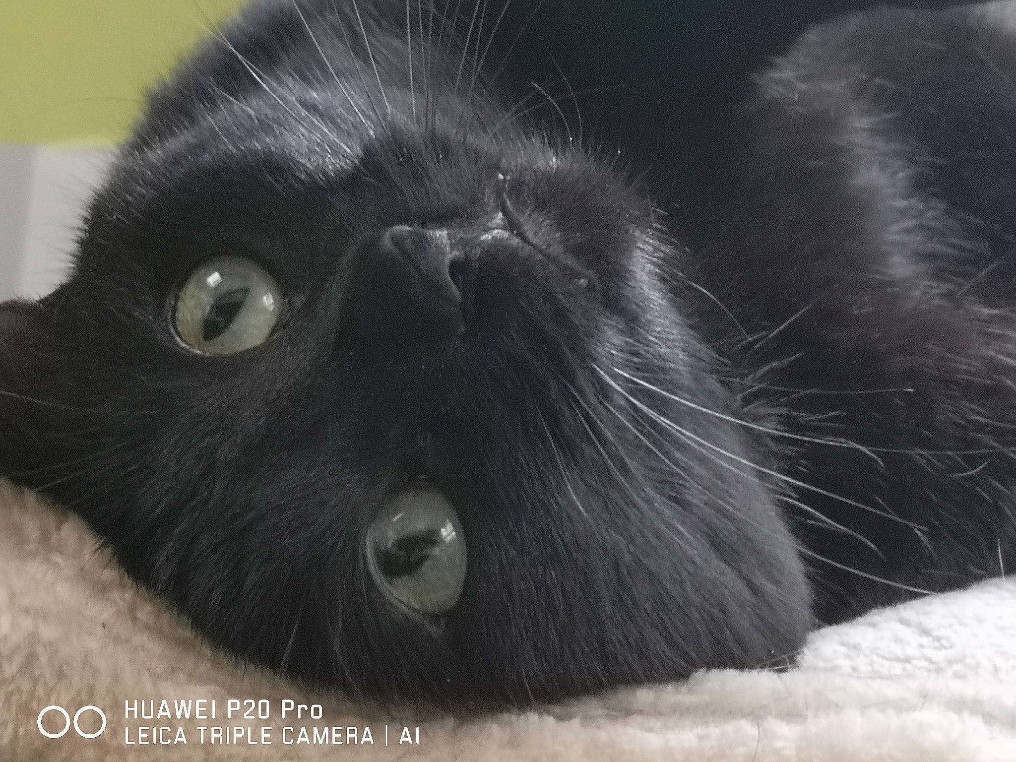 Lola participe au concours pour gagner de l'argent avec cette photo : black_cat, bombay, carnivore, cat, domestic_short_haired_cat, felidae, fur, grey, mammal, monochrome, monochrome_photography, small_to_medium_sized_cats, snout, terrestrial_animal, vertebrate, whiskers