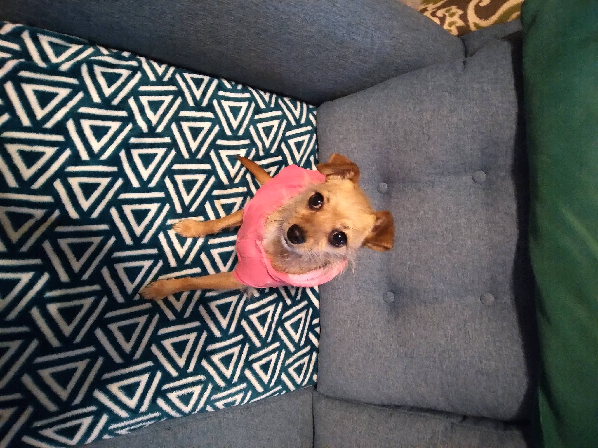 Amelia joined the competition — help win amazing prizes! canidae, carnivore, comfort, companion_dog, couch, dog, dog_breed, dog_clothes, dog_supply, fawn, fur, linens, pattern, rectangle, snout, sporting_group, stuffed_toy, toy, toy_dog, working_animal