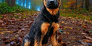 Nova a rejoint le concours — aidez-le/la à gagner de superbes lots ! dog, puppy, german_shepherd, forest, path, autumn, leaves, nature, outdoor, animal, tree, mist, ground, young_dog, canine, fur, ears, sitting, mud, scenery