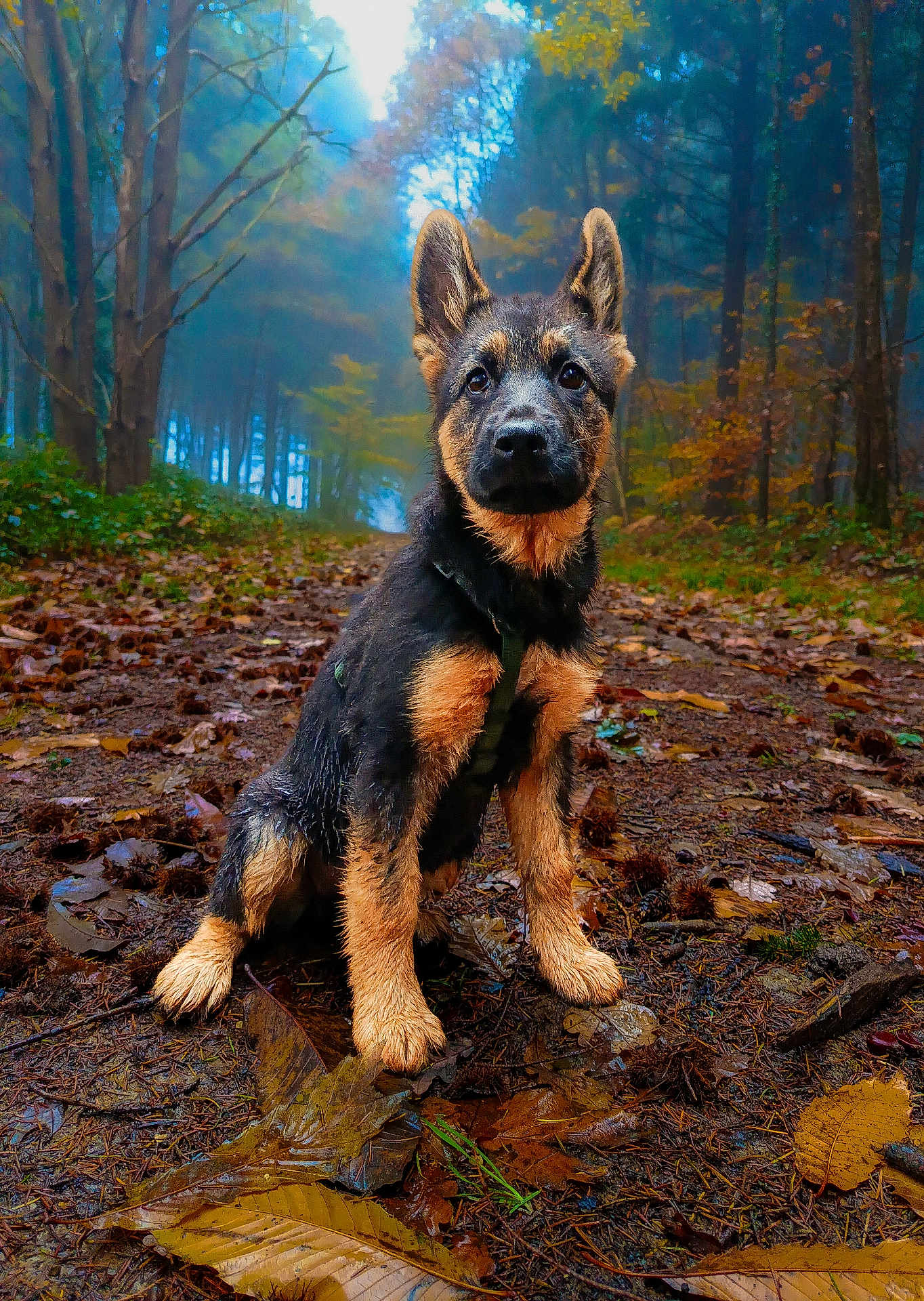 Nova a rejoint le concours — aidez-le/la à gagner de superbes lots ! dog, puppy, german_shepherd, forest, path, autumn, leaves, nature, outdoor, animal, tree, mist, ground, young_dog, canine, fur, ears, sitting, mud, scenery
