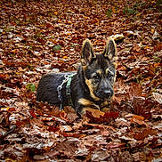 Nova participe au concours pour gagner de l'argent avec cette photo : dog, puppy, german_shepherd, autumn, fallen_leaves, outdoor, nature, forest_floor, brown_leaves, animal, pet, canine, young, lying_down, curious, ears_up, fall_season, leaf_litter, wildlife, green_harness