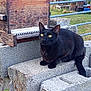 Moldu participe au concours pour gagner de l'argent avec cette photo : black_cat, cat, animal, pet, concrete_blocks, wooden_structure, beehive, outdoor, grass, fence, nature, alert, yellow_eyes, curious, wildlife, mammal, sitting, closeup, daylight, texture