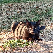 Moldu participe au concours pour gagner de l'argent avec cette photo : black_cat, cat, animal, outdoor, grass, sunlight, shadow, nature, fur, pet, mammal, laying, relaxed, intense_gaze, wildlife, daylight, ground, plant, leaf, closeup