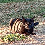 black_cat, cat, animal, outdoor, grass, sunlight, shadow, nature, fur, pet, mammal, laying, relaxed, intense_gaze, wildlife, daylight, ground, plant, leaf, closeup