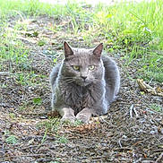 Minuit a rejoint le concours — aidez-le/la à gagner de superbes lots ! cat, gray_cat, animal, outdoor, grass, forest_floor, pine_needles, twigs, leaves, greenery, nature, wildlife, mammal, pet, feline, lying_down, eyes, fur, daylight, calm