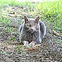 cat, gray_cat, animal, outdoor, grass, forest_floor, pine_needles, twigs, leaves, greenery, nature, wildlife, mammal, pet, feline, lying_down, eyes, fur, daylight, calm