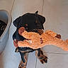 puppy, rottweiler, dog, toy, plush_toy, floor, tile, pet_bed, indoor, looking_up, black_and_tan, sitting, cute, playful, animal, pet, fuzzy, furniture_leg, canine, young_dog