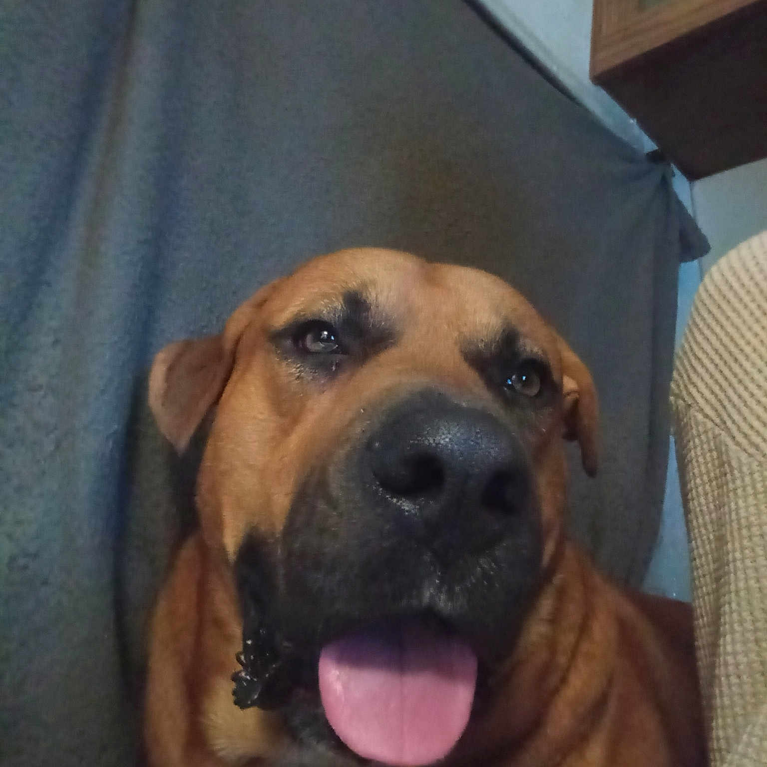 Bear