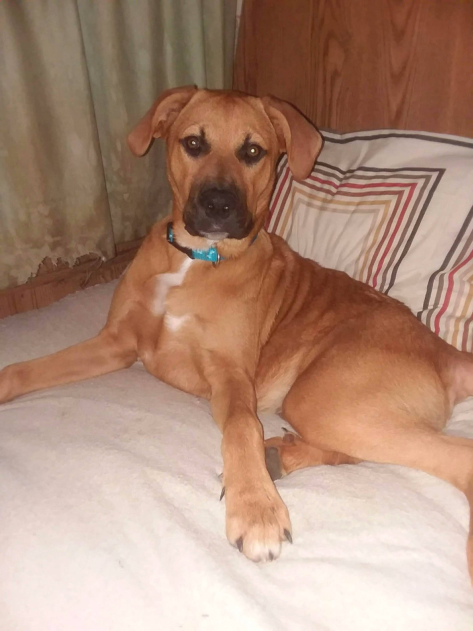 Bear is registered to the contest to win money with this photo: canidae, carnivore, collar, comfort, companion_dog, dog, dog_breed, dog_collar, dog_supply, fawn, hardwood, liver, paw, pet_supply, snout, sporting_group, tail, whiskers, working_animal, working_dog