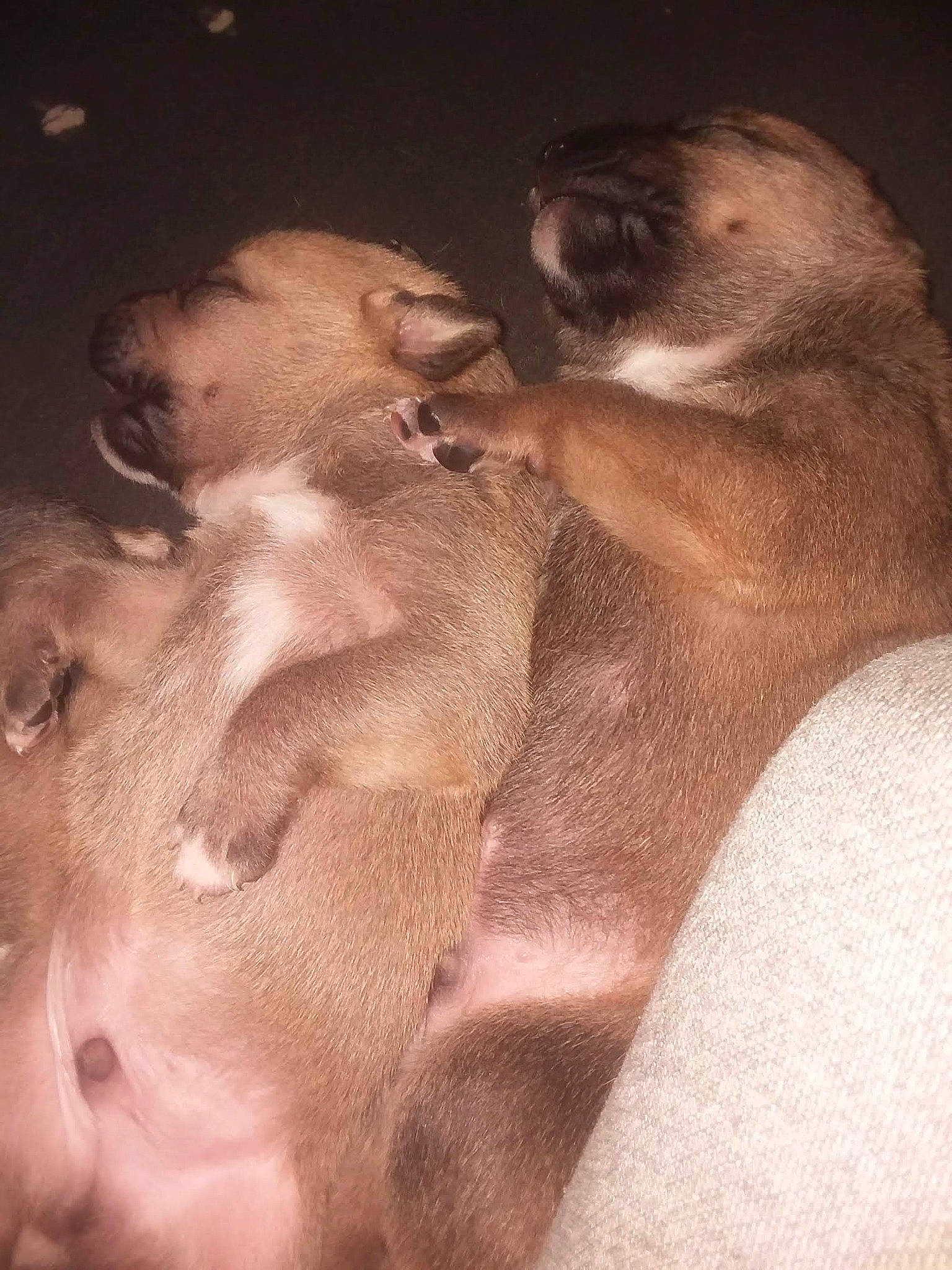 Bear joined the competition — help win amazing prizes! art, barechested, carnivore, chest, comfort, companion_dog, dog, dog_breed, ear, facial_hair, fawn, fur, gesture, jaw, liver, nose, paw, snout, terrestrial_animal, whiskers