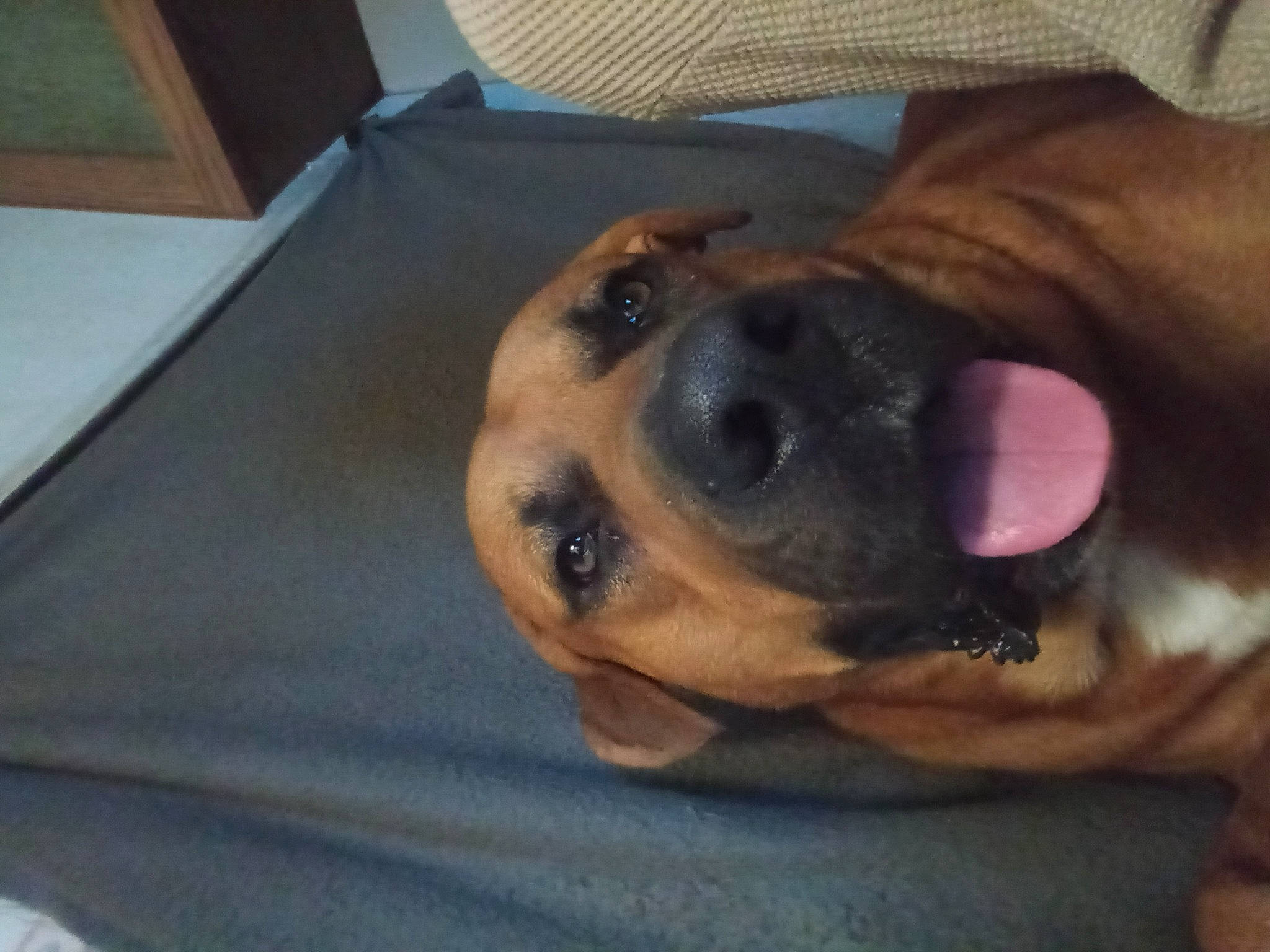 Bear is registered to the contest to win money with this photo: canidae, carnivore, comfort, companion_dog, couch, dog, dog_breed, dog_supply, ear, fawn, fur, guard_dog, paw, pet_supply, puppy, snout, sporting_group, whiskers, working_animal, working_dog