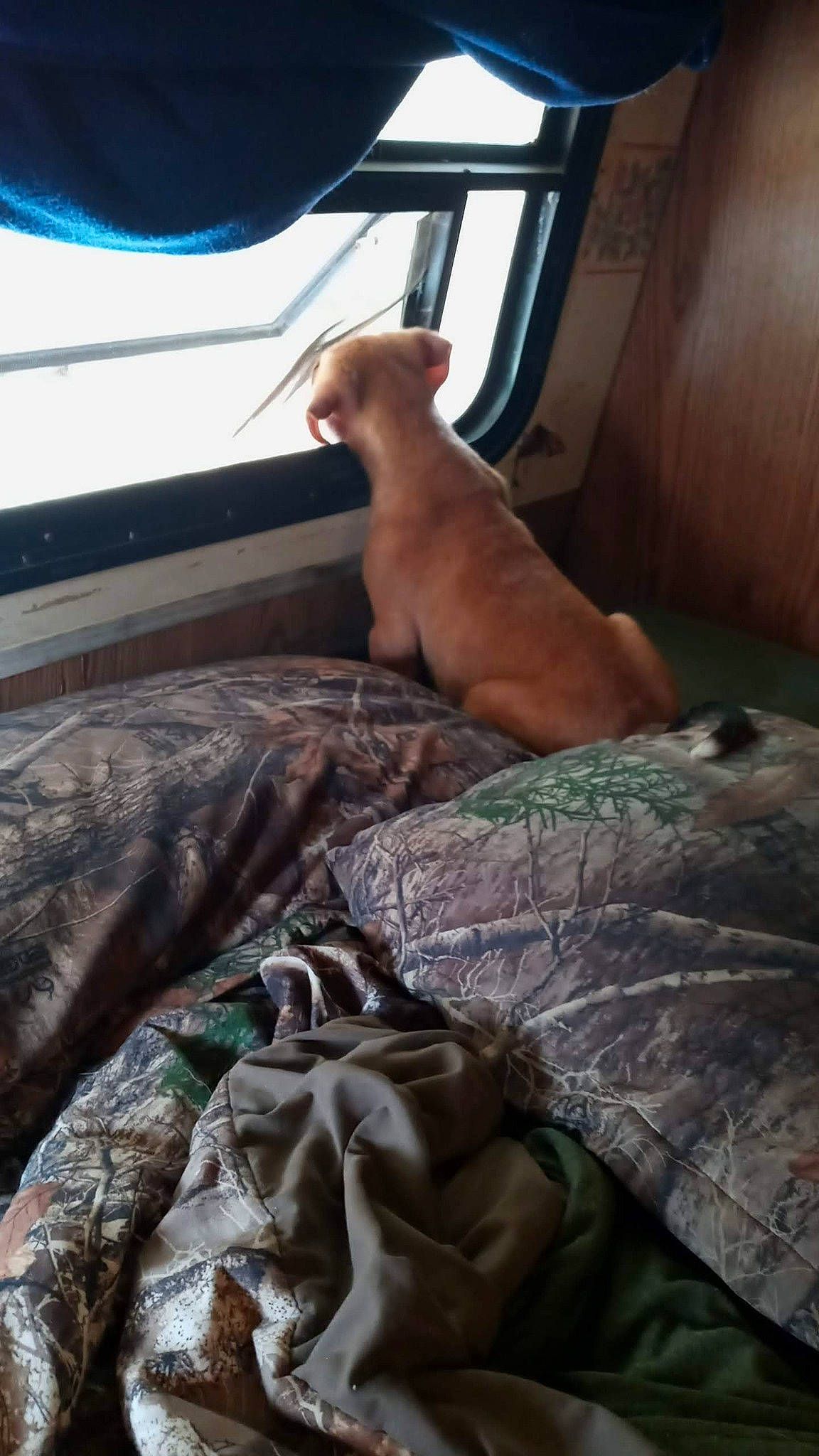 Little Bear is registered to the contest to win money with this photo: bed, bed_sheet, bedding, bedroom, canidae, carnivore, comfort, companion_dog, dog, dog_breed, duvet, fawn, linens, mammal, nap, room, sporting_group, vertebrate, whiskers, wood