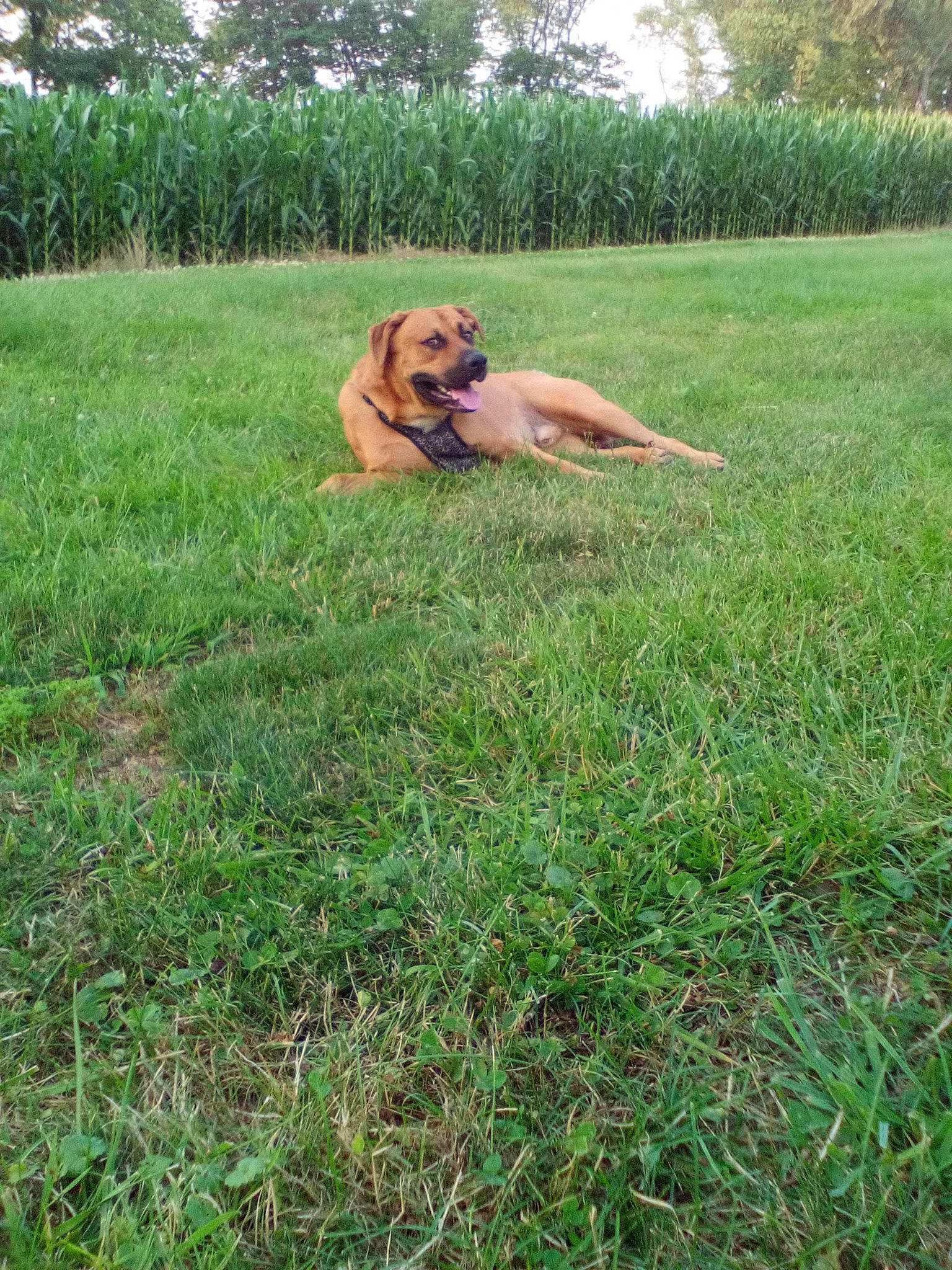 Bear is registered to the contest to win money with this photo: canidae, carnivore, companion_dog, dog, dog_breed, fawn, grass, grassland, groundcover, landscape, lawn, pasture, plant, prairie, sky, sporting_group, tail, terrestrial_animal, tree, wildlife