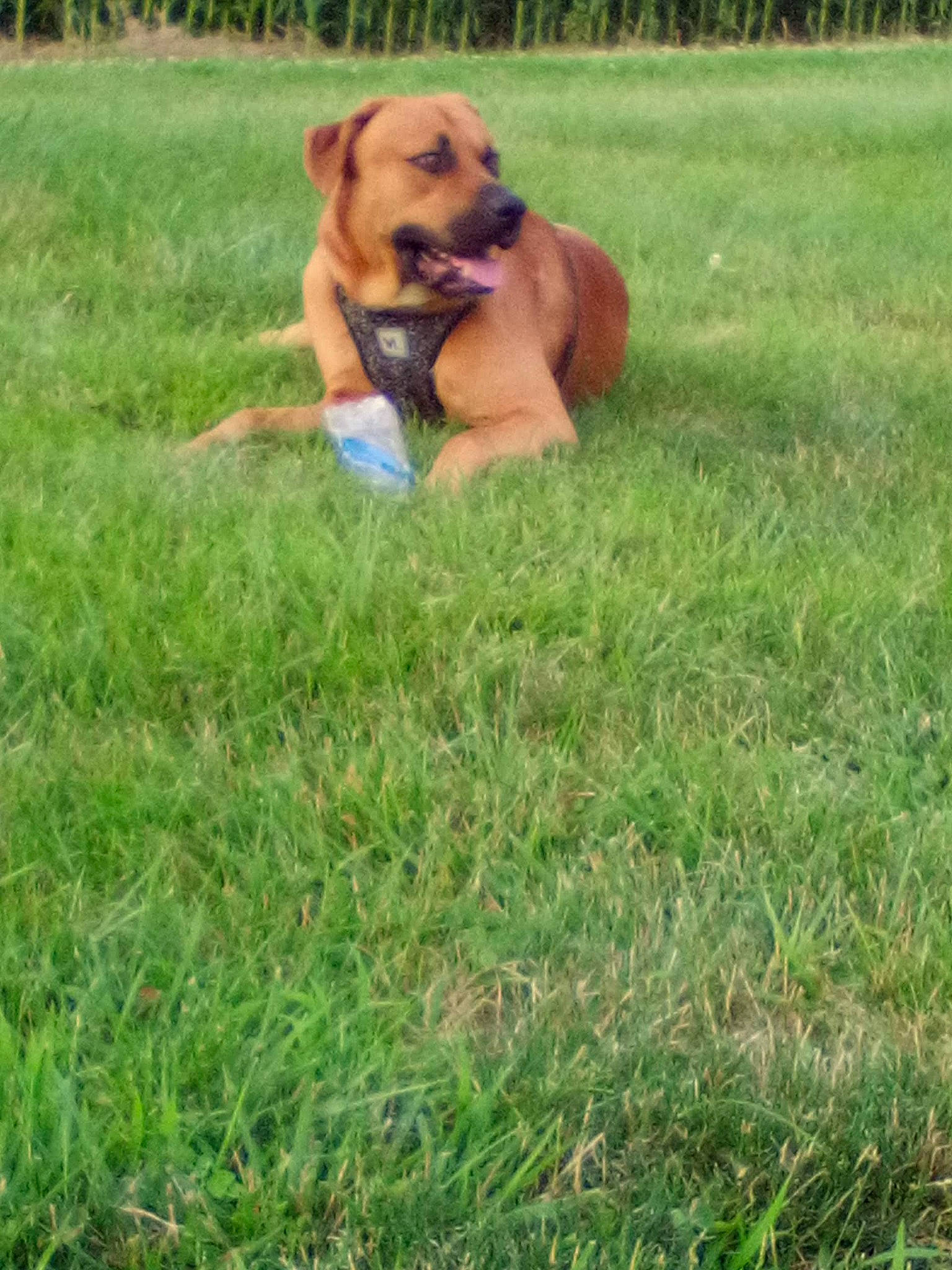 Bear is registered to the contest to win money with this photo: canidae, carnivore, companion_dog, dog, dog_breed, dog_supply, fawn, grass, grassland, hound, hunting_dog, lawn, liver, pasture, people_in_nature, plant, prairie, sporting_group, working_animal, working_dog