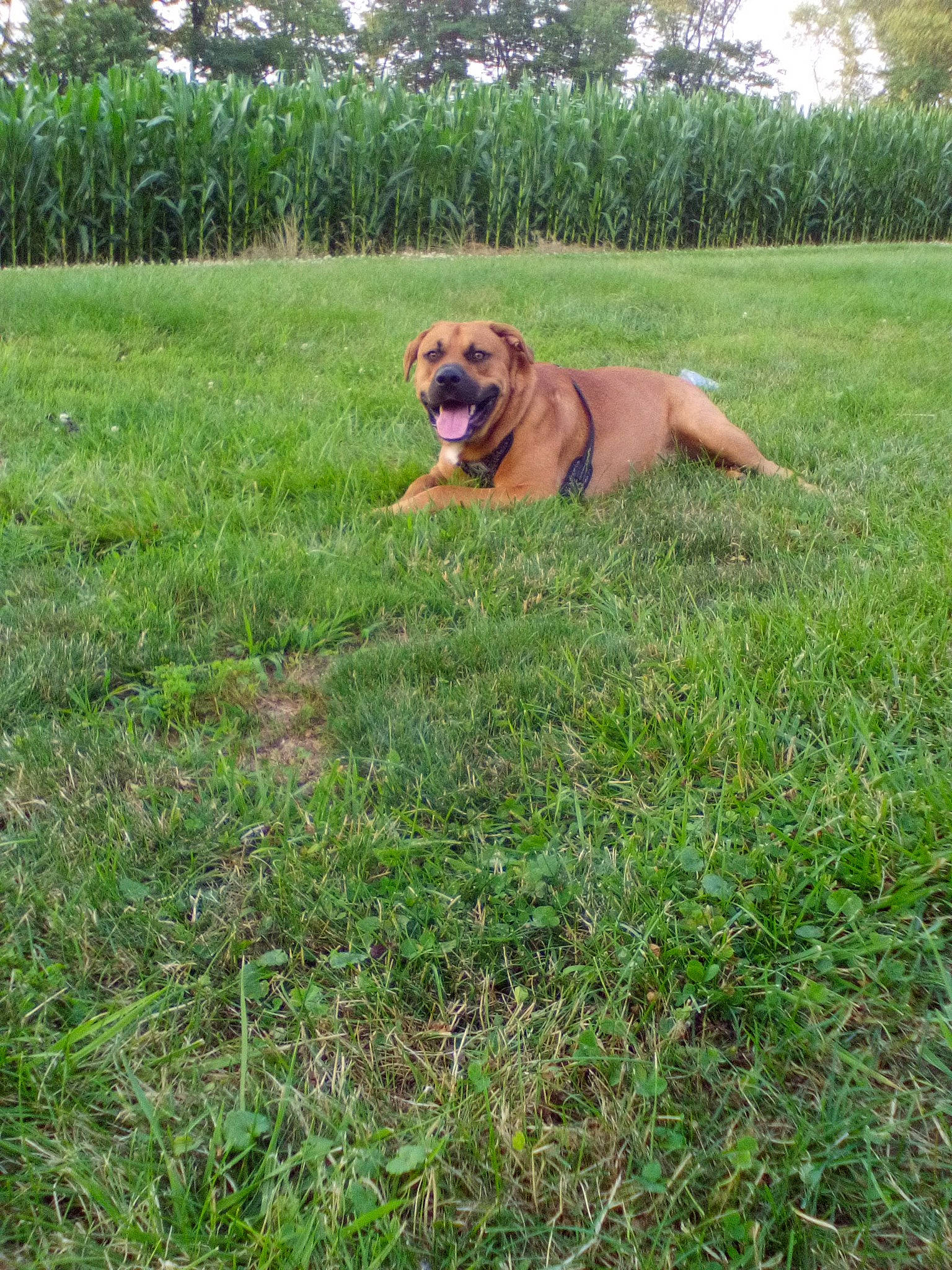 Bear joined the competition — help win amazing prizes! carnivore, collar, companion_dog, dog, dog_breed, fawn, grass, grass_family, grassland, groundcover, landscape, liver, pasture, plant, prairie, sky, sporting_group, tail, tree, working_animal