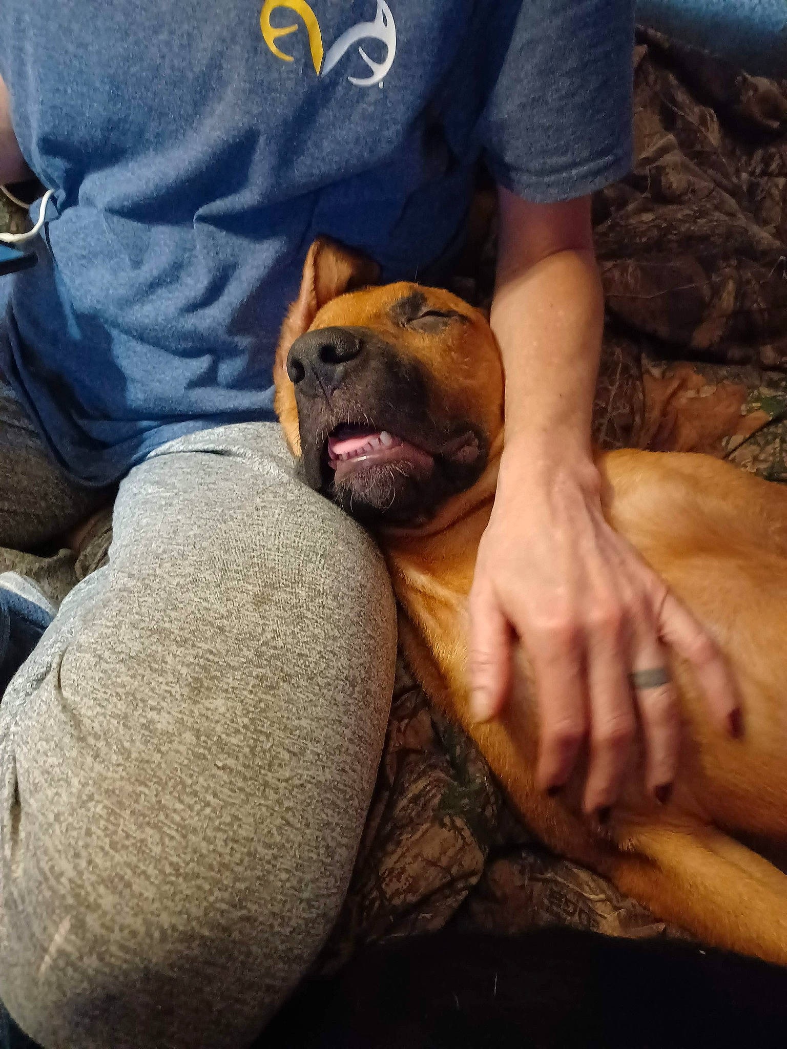 Little Bear joined the competition — help win amazing prizes! carnivore, comfort, companion_dog, dog, dog_breed, elbow, fawn, foot, hand, human_body, human_leg, knee, leg, mammal, shorts, snout, sunglasses, thigh, trunk, whiskers