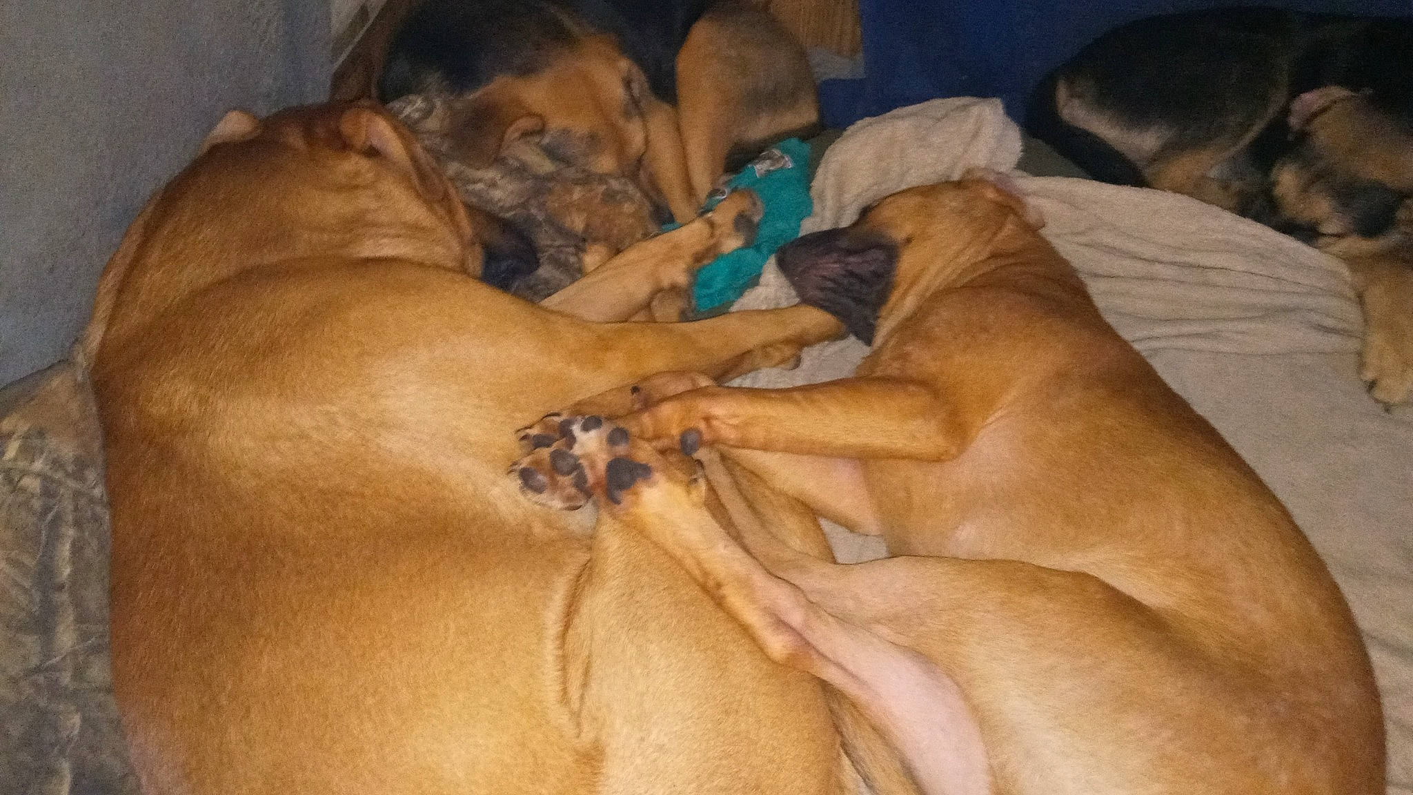 Little Bear is registered to the contest to win money with this photo: bored, canidae, carnivore, comfort, companion_dog, dog, dog_breed, fawn, guard_dog, non_sporting_group, snout, sporting_group, terrestrial_animal, wildlife, working_animal, working_dog, wrinkle