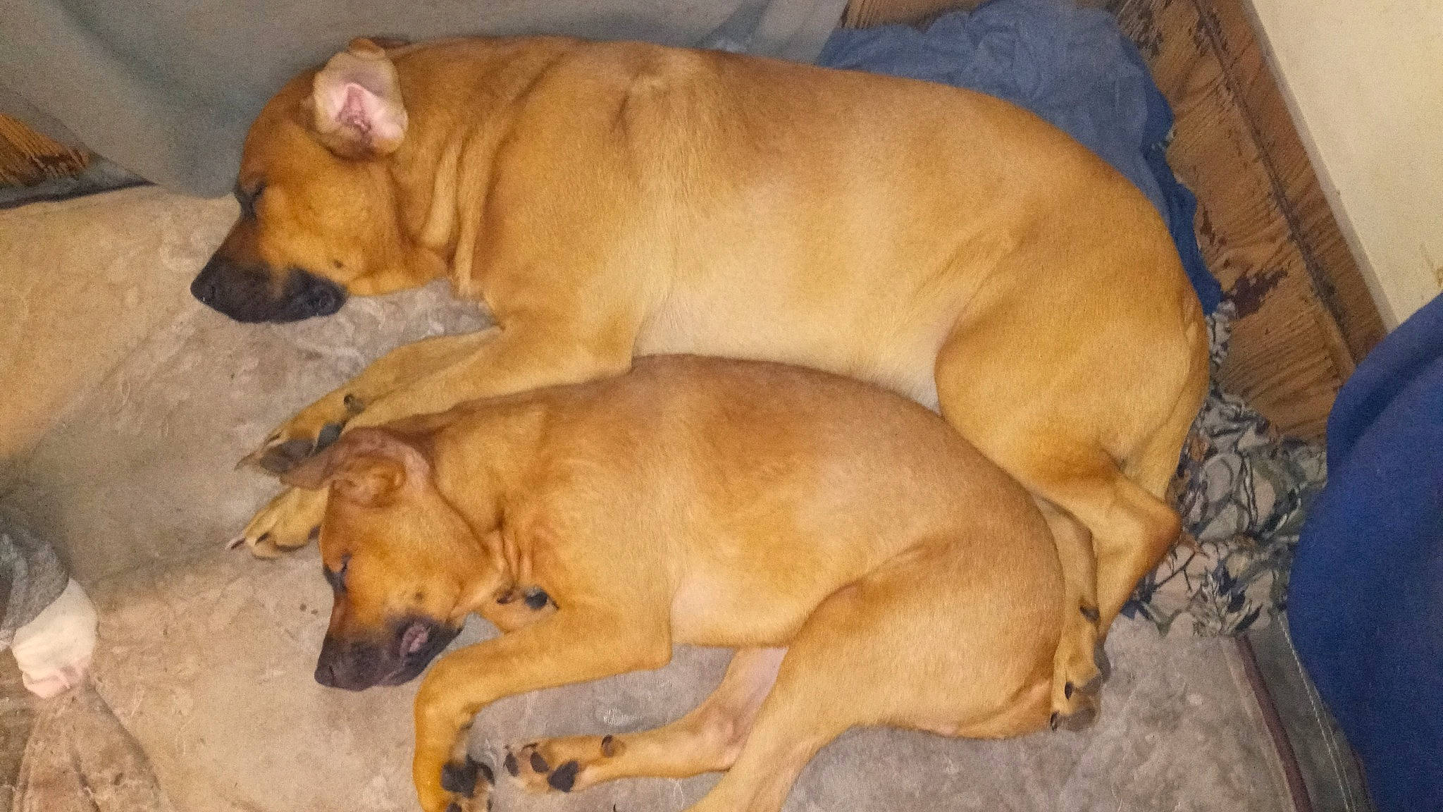 Little Bear joined the competition — help win amazing prizes! bored, canidae, carnivore, comfort, companion_dog, dog, dog_breed, dog_supply, fawn, hardwood, liver, paw, pet_supply, snout, sporting_group, tail, terrestrial_animal, wildlife