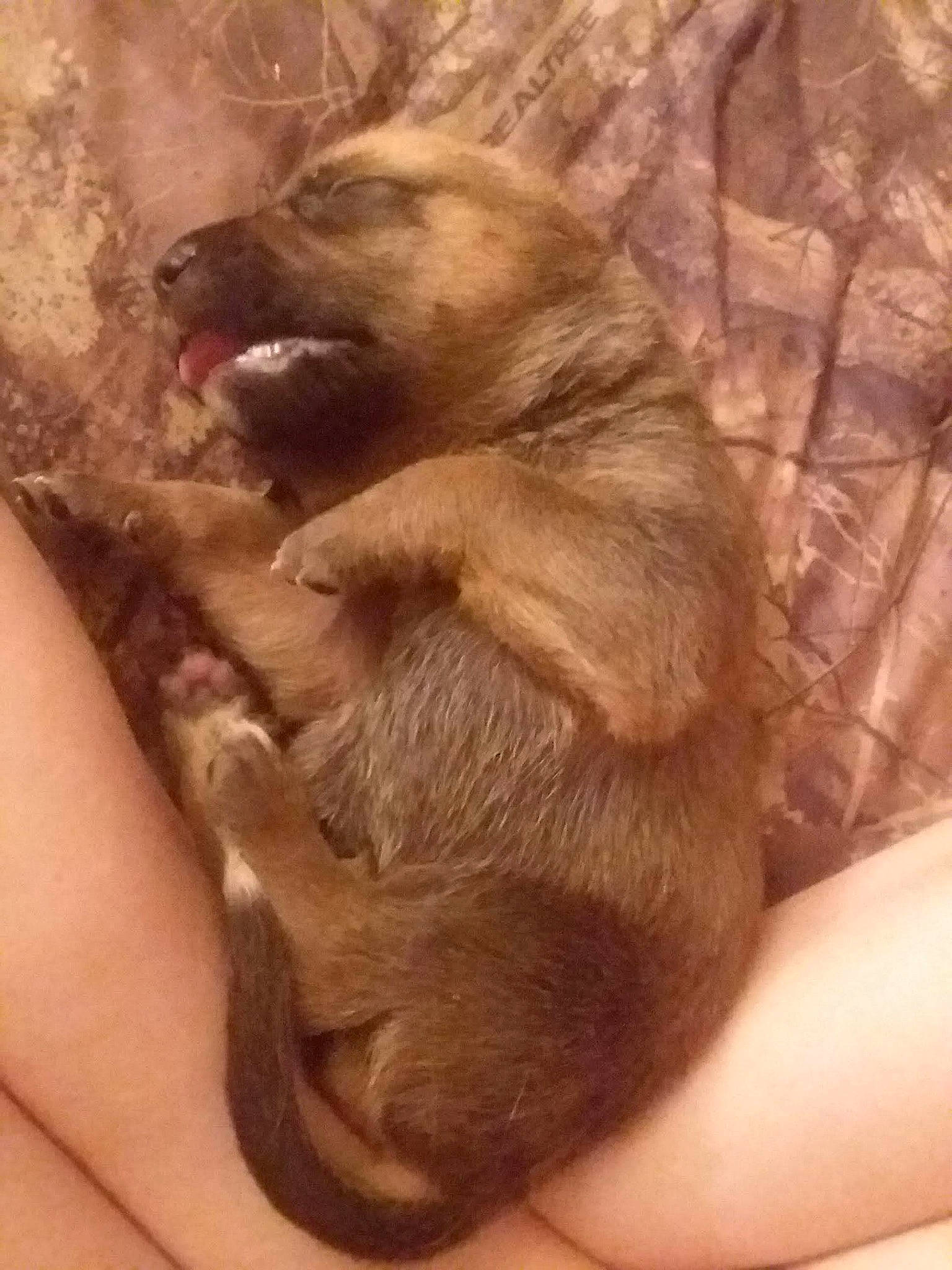 Little Bear is registered to the contest to win money with this photo: canidae, carnivore, claw, dog_breed, flesh, fur, liver, natural_material, paw, primate, snout, sporting_group, terrestrial_animal, wildlife