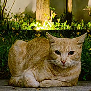 Honi joined the competition — help win amazing prizes! cat, ginger_cat, animal, pet, outdoor, night, greenery, tree, concrete, relaxed, feline, whiskers, ears, wildlife, nature, mammal, fur, closeup, resting, quiet