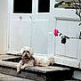dog, white_dog, small_dog, maltese, pet, porch, stone_steps, front_door, wooden_door, pink_flower, rose, plant, harness, resting, fluffy, cute, outdoor, shadow, doormat, architecture