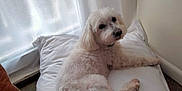 Jimmy participe au concours pour gagner de l'argent avec cette photo : dog, white_dog, small_dog, pillow, curtain, window, indoor, pet, lying_down, looking_back, fluffy, fur, bed, home_interior, soft_light, portrait, mobile_screenshot, timestamp, phone_ui, cozy