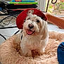 Jimmy participe au concours pour gagner de l'argent avec cette photo : dog, white_dog, small_dog, dog_face, tongue_out, beret, hat, fluffy_bed, pet_bed, cozy, indoor, window, plant, books, bookshelf, smiling, human_arm, floor_tiles, metal_table, cute