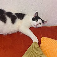 Cacao is registered to the contest to win money with this photo: cat, black_and_white, couch, orange_pillow, green_pillow, paw, relaxed, indoor, feline, wall, texture, stretching, pet, fur, cozy, domestic, home, resting, curious, animal