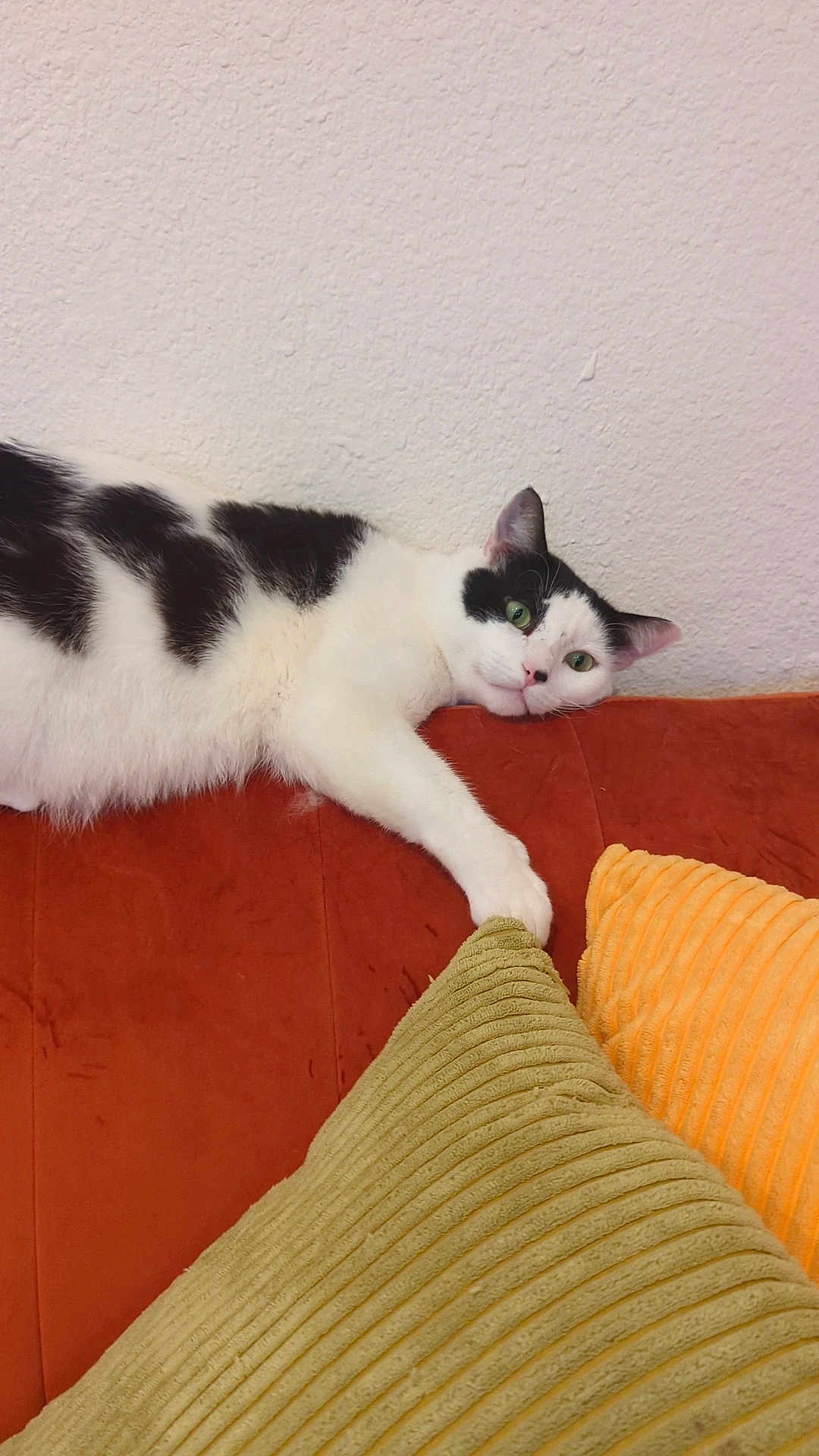 Cacao is registered to the contest to win money with this photo: cat, black_and_white, couch, orange_pillow, green_pillow, paw, relaxed, indoor, feline, wall, texture, stretching, pet, fur, cozy, domestic, home, resting, curious, animal