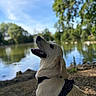 Rio participe au concours pour gagner de l'argent avec cette photo : animal, blue_sky, canine, daytime, dog, golden_retriever, greenery, happy, harness, lake, mammal, nature, outdoor, pet, portrait, sitting, sky, sunlight, trees, water