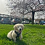 Rio a rejoint le concours — aidez-le/la à gagner de superbes lots ! puppy, dog, golden_retriever, grass, harness, leash, park, tree, blossom, spring, cute, tongue_out, sitting, sunlight, backlit, cars, parking, playful, outdoors, young_dog