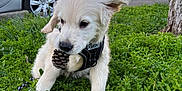 Rio a rejoint le concours — aidez-le/la à gagner de superbes lots ! puppy, dog, golden_retriever, pine_cone, grass, harness, leash, outdoor, urban, cars, apartment_building, tree, cute, young, playing, close_up, pet, greenery, sidewalk, daylight