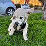 puppy, dog, golden_retriever, pine_cone, grass, harness, leash, outdoor, urban, cars, apartment_building, tree, cute, young, playing, close_up, pet, greenery, sidewalk, daylight