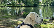 Rio participe au concours pour gagner de l'argent avec cette photo : animal, calm, clouds, dog, golden_retriever, grass, greenery, harness, lake, leash, nature, outdoor, park, pet, puppy, shadow, sky, sunlight, trees, water