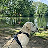 animal, calm, clouds, dog, golden_retriever, grass, greenery, harness, lake, leash, nature, outdoor, park, pet, puppy, shadow, sky, sunlight, trees, water