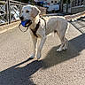 Rio a rejoint le concours — aidez-le/la à gagner de superbes lots ! animal, canine, daytime, dog, fence, fur, golden_retriever, happy, leash, leash_holder, outdoor, pet, playing, residential_area, shadow, sidewalk, street, sunlight, tail, walking