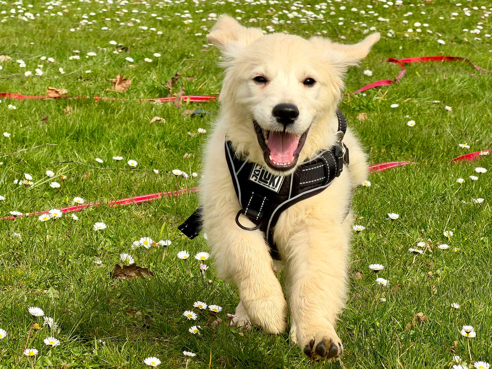 Rio a rejoint le concours — aidez-le/la à gagner de superbes lots ! dog, puppy, golden_retriever, grass, daisy, harness, leash, running, happy, tongue_out, outdoor, spring, playful, field, pet, canine, portrait, paws, closeup, smiling
