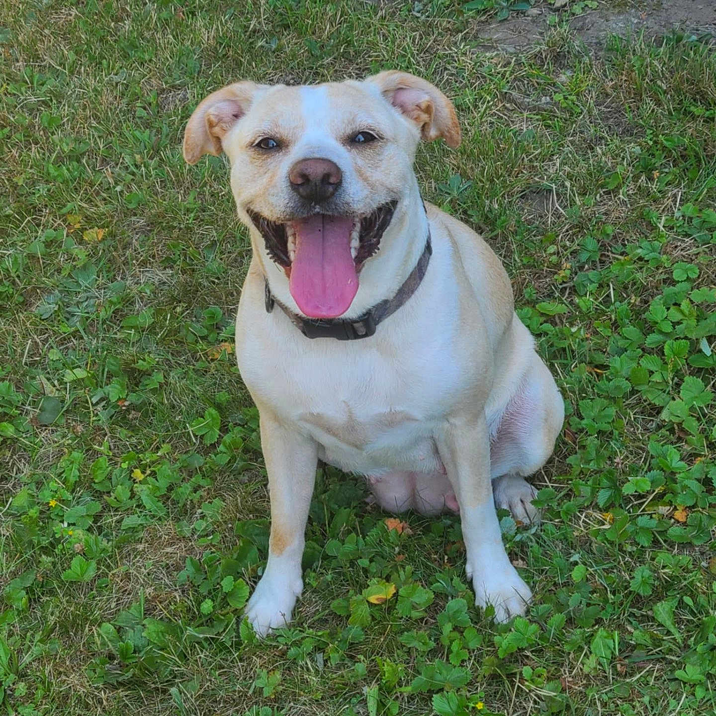 Luna is registered to the contest to win money with this photo: animal, boxer, bulldog, canine, dog, face, grass, head, hound, labradorretriever, lawn, nature, outdoors, person, pet, photography, plant, portrait, puppy, vegetation