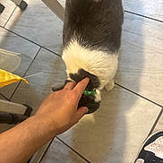 Lucy is registered to the contest to win money with this photo: cat, hand, floor, tile, shoe, sneaker, collar, pet, indoor, person, foot, feline, white, gray, animal, human, paw, casual, touch, domestic