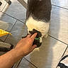 cat, hand, floor, tile, shoe, sneaker, collar, pet, indoor, person, foot, feline, white, gray, animal, human, paw, casual, touch, domestic