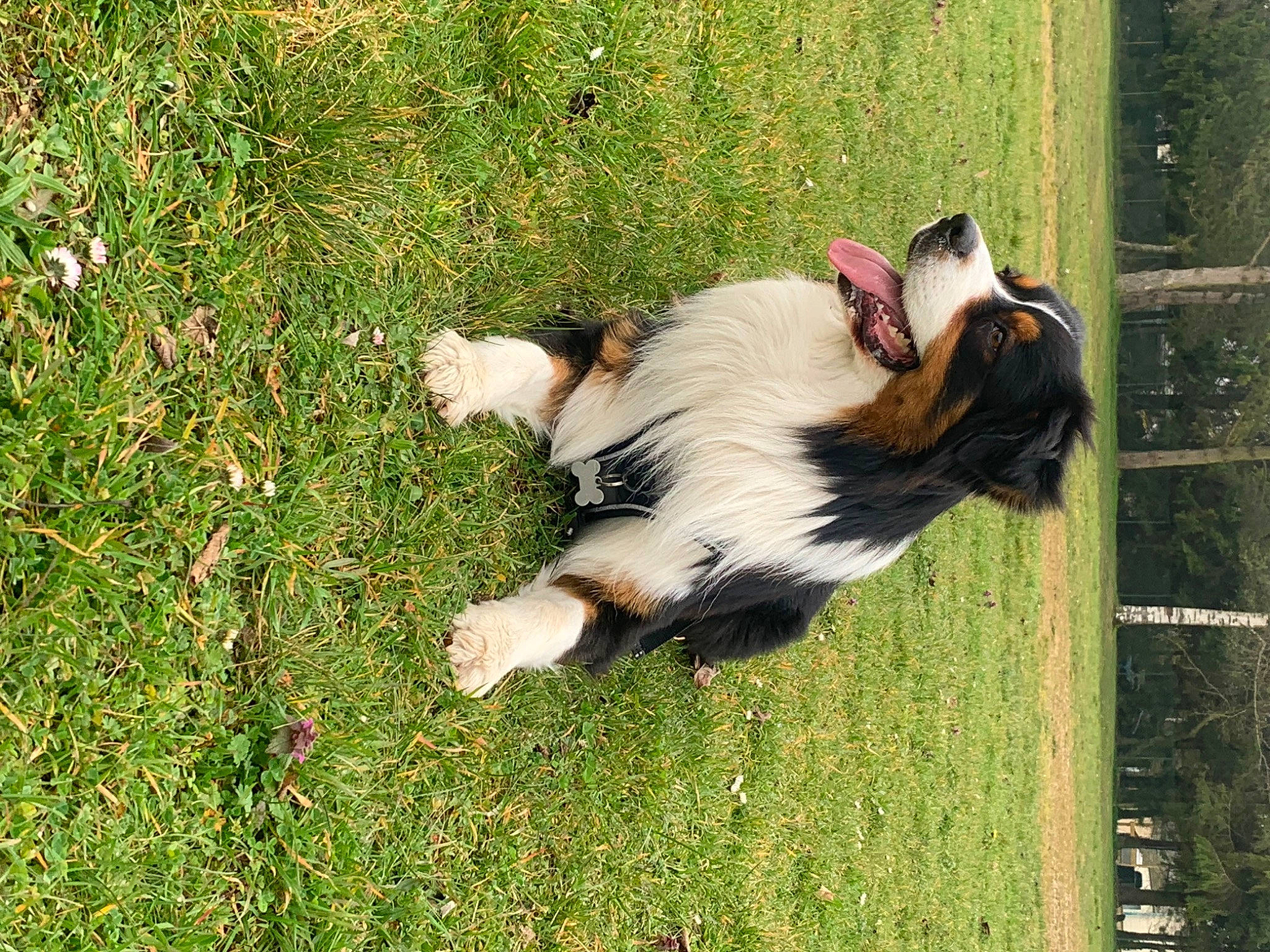 Rusthy a rejoint le concours — aidez-le/la à gagner de superbes lots ! canidae, carnivore, companion_dog, dog, dog_breed, fur, grass, grassland, groundcover, herbaceous_plant, herding_dog, pasture, people_in_nature, plant, sporting_group, tail, tree