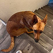 Willow joined the competition — help win amazing prizes! dog, brown_dog, stairs, wooden_floor, pet, indoor, looking_up, ears, flooring, footwear, crocs, cartoon_stickers, animal, companion, cute, domestic, canine, fur, tail, wall