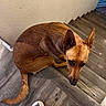 dog, brown_dog, stairs, wooden_floor, pet, indoor, looking_up, ears, flooring, footwear, crocs, cartoon_stickers, animal, companion, cute, domestic, canine, fur, tail, wall