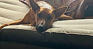 Willow is registered to the contest to win money with this photo: dog, blanket, couch, indoor, window, natural_light, arm, resting, fur, pattern, fabric, leather, relaxing, home, furniture, comfort, person, shadow, daylight, casual