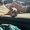 dog, blanket, couch, indoor, window, natural_light, arm, resting, fur, pattern, fabric, leather, relaxing, home, furniture, comfort, person, shadow, daylight, casual