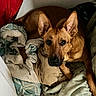 Willow is registered to the contest to win money with this photo: dog, blanket, towel, indoor, pet, brown_dog, ears, fur, carpet, resting, looking_up, cozy, animal, canine, home, pile, sleeping_area, relaxed, closeup, companion